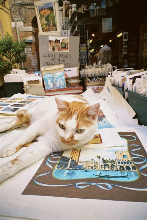 Bookstore Cat Bookstore Cats Cats Cute Cats