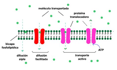 Y Una Tiza Al Cielo Biolog A Pau Andaluc A Ejercicios Resueltos