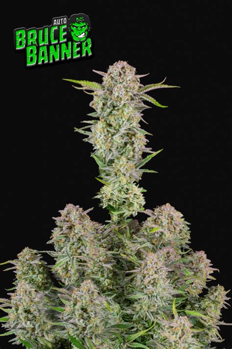 Bruce Banner Auto Seeds – Buy Bruce Banner Strain | Fast Buds