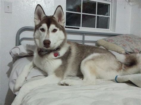 When is a husky considered ~full grown~?