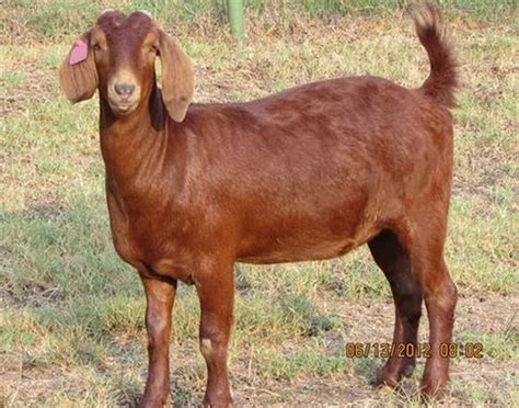 Kalahari Red Goat Breed Info Characteristics Breeding