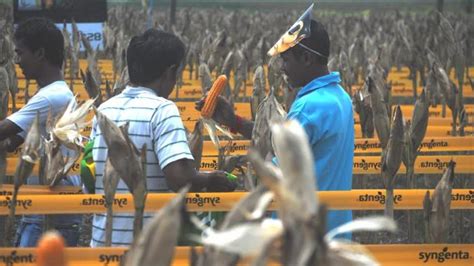 Ini Dia Keunggulan Jagung Sumo Produk Terbaru Pt Syngenta Indonesia