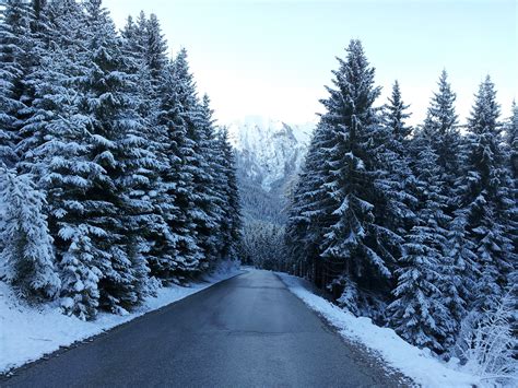 Free Images Tree Forest Snow Cold Road White Frost Mountain