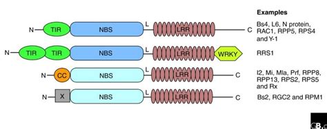 Plant Nbs Lrr Proteins Adaptable Guards Genome Biology Full Text