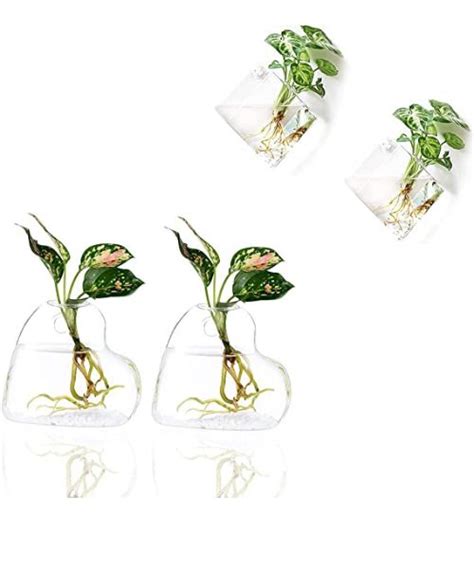 Glass Plant Terrariums