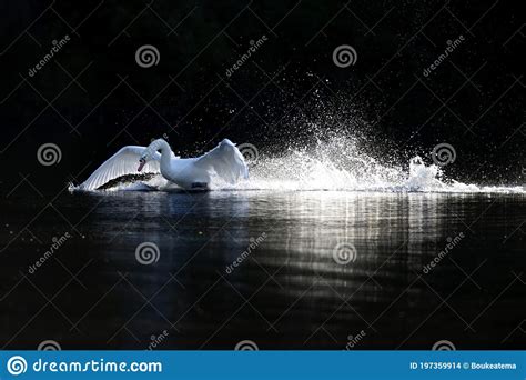 Un Cisne Mudo Aterrizando En Un Lago A Toda Velocidad Foto De Archivo