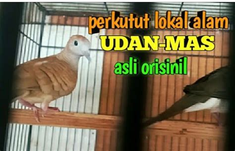 Perhatikan Ciri Ciri Burung Perkutut Udan Mas Di Bawah Ini Agar Tidak