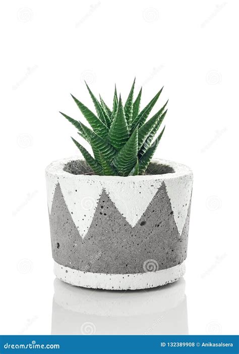 Dark Green Aloe Plant In A Handmade Concrete Pot Stock Photo Image Of