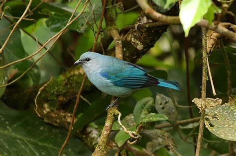 Foto Sanha O De Encontro Azul Thraupis Cyanoptera Por Ma Ra Alves