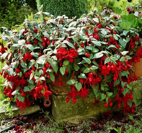 Marinka. 1902 | Blossom flower, Plants, Fuchsia