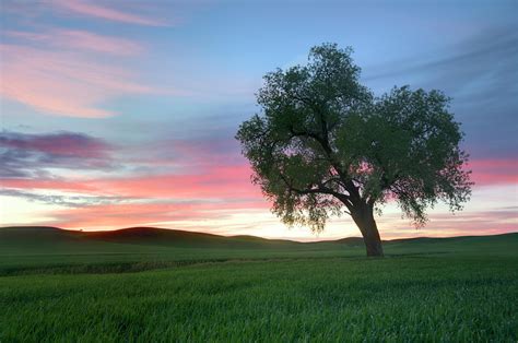 Lonely Tree At Sunset In Palouse Wheat Fields Photograph by Dene' Miles