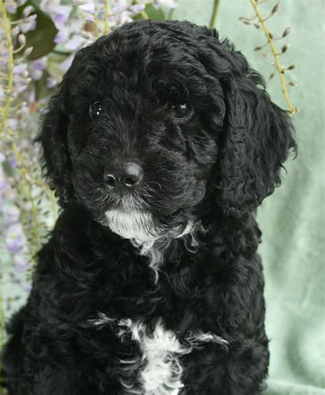 Black Female Labradoodle Puppies Available Pacific Rim Labradoodles