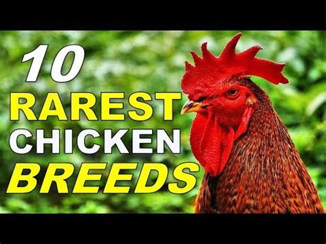 Top 10 Rarest Chicken Breeds YouTube