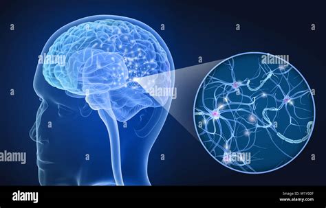 Cerebro Humano Y Las C Lulas Nerviosas De La Anatom A En Detalles