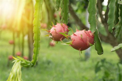 Cómo plantar pitahaya Huerto en casa