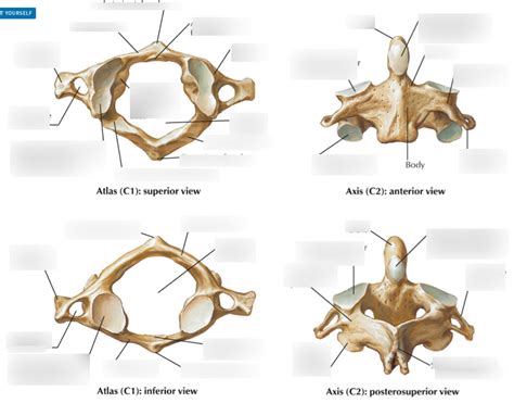 Atlas And Axis Diagram Diagram Quizlet