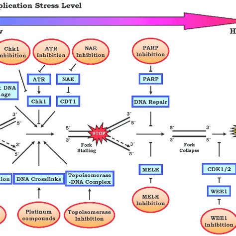 Pdf Targeting Dna Replication Stress For Cancer Therapy