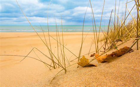 Beach sand grass sunshine wallpaper | 1920x1200 | #29239