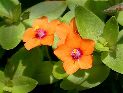 Scarlet Pimpernel Wildflower At Fort Hill On Cape Cod Cape Cod Blog