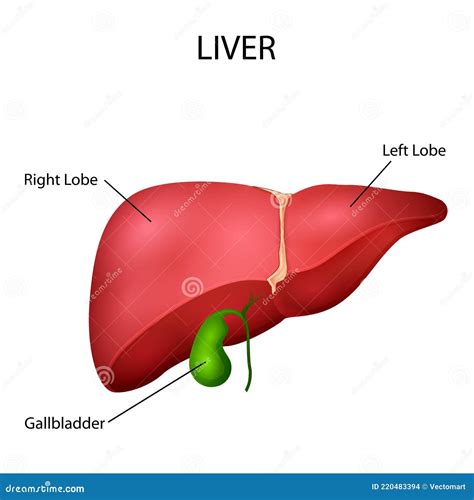 Healthcare And Medical Education Drawing Chart Of Human Liver For