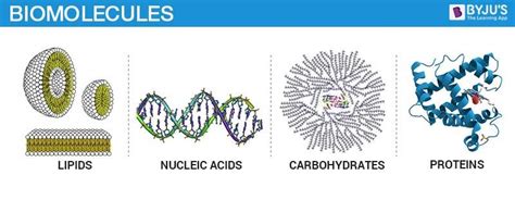 Biomolecules Important Notes For Neet Biology