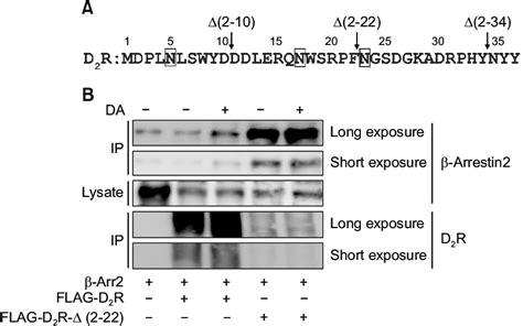 Role Of The N Terminal Region Of D R In The Interaction With