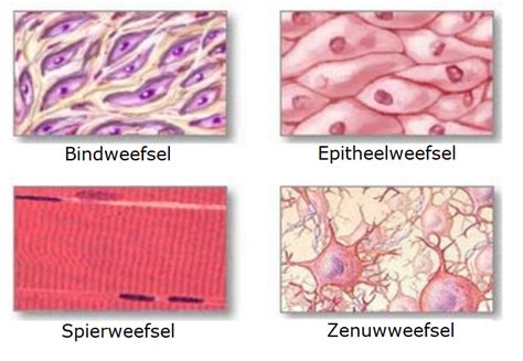 Lichaamscellen Weefsel En Organen Vitamine B Vergiftiging