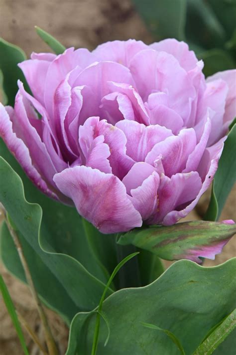 Tulip "Katinka" - 10 Bulbs – My Cottage Garden