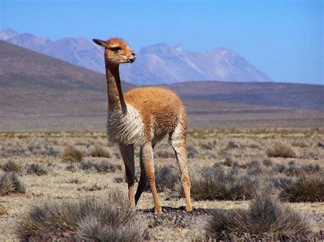 Vicuña