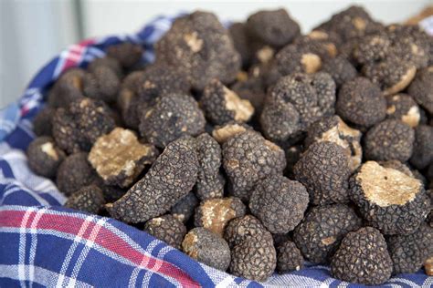 Are Truffles Mushrooms? All About The Expensive Fungus