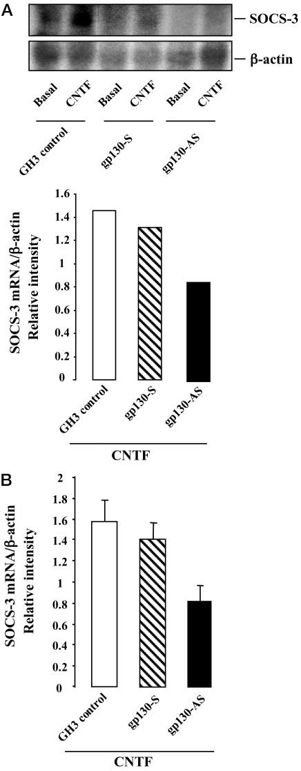 Effect Of CNTF On SOCS 3 MRNA Expression In GH3 Control Gp130 S And