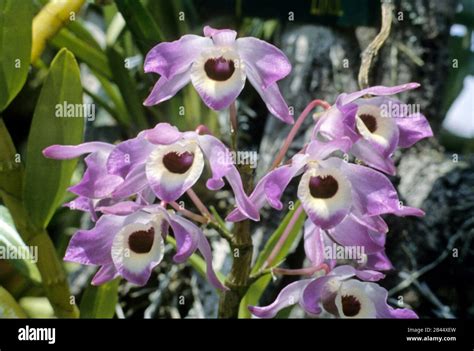 Orchids Flowers In Sikkim At Himalayas India Asia Stock Photo Alamy