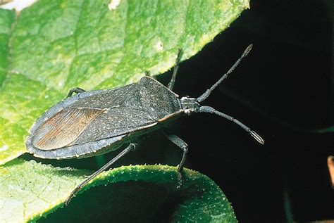 Heteropteran Insects Wings Adaptations Britannica