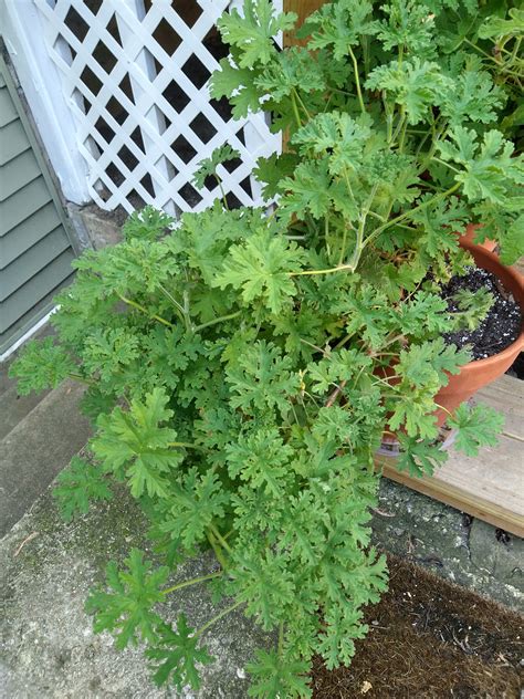 Backyard Patch Herbal Blog: Scented Geraniums - Tea Ideas for the Month