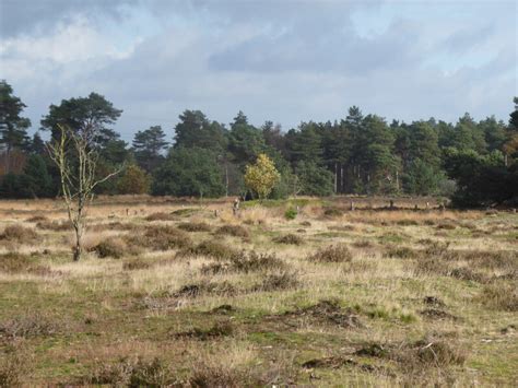 Wandelroute Ommetje Noordelijke Groote Heide Waalre Te Noord Brabant