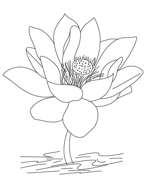 Lotus Flower Coloring Pages Coloring Home