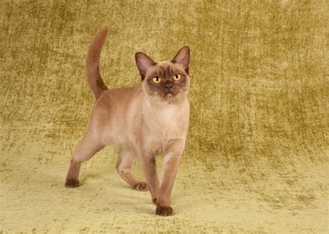 Burmese Cat Breed Characteristics History And Grooming Tips