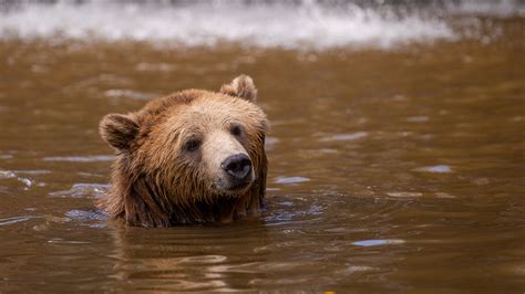 Fat Bear Week Shows Bears In Alaska And Arizona Bulking Up For Winter