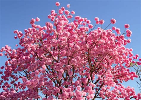 Los 12 árboles con flores ROSAS más bonitas lista con fotos