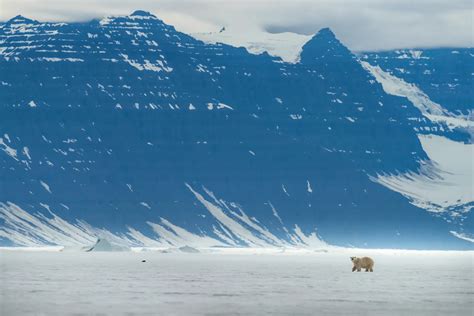 A Guide to Spotting Polar Bears - Natural World Safaris