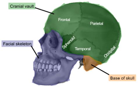 Neuroanatomy 2 Flashcards Quizlet