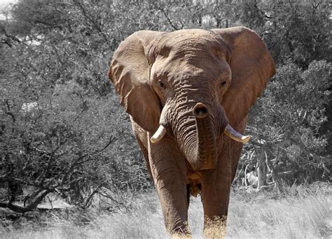 Free Image On Pixabay Elephant Namibia Africa Elefanten Fotos