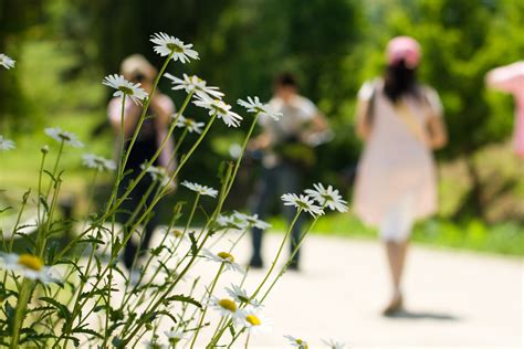 Free Images Grass People Plant Lawn Meadow Flower Summer Daisy