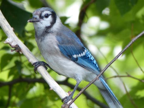 Take 5: Blue Jays | Mass Audubon – Your Great Outdoors