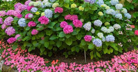 Amazing Plants That Make The Perfect Hydrangea Companion Alvebris