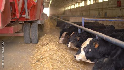 Cattle Farm Feed Pouring Close Up Of A Special Truck Pouring Feed For