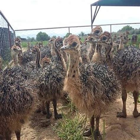 Common Ostrich Chicks - Alpha Import and Export BV