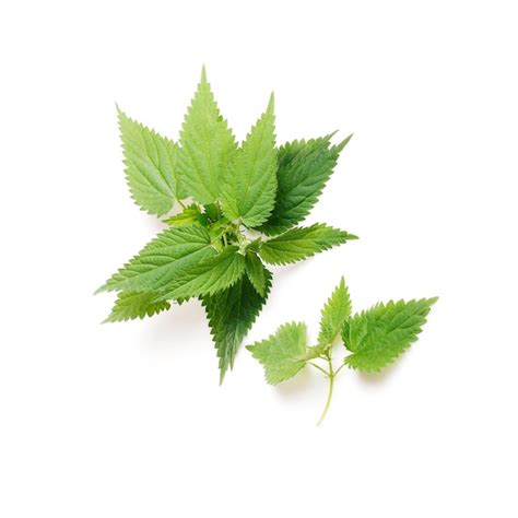 Premium Photo Stinging Nettle Urtica Dioica Close Up Isolated On White