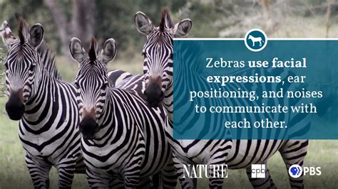 Zebra Fact Sheet | Blog | Nature | PBS