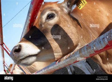 Jersey Dairy Cow Stock Photo Alamy